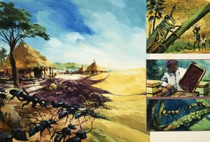 The Sinister World of Insects by English School
