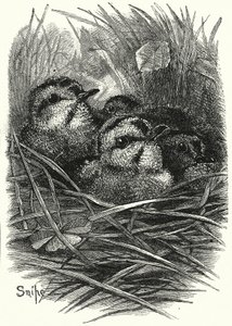 The Snipe Family at Home by English School