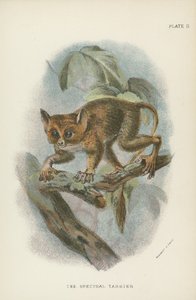 The Spectral Tarsier by English School