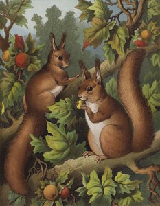 The Squirrel Tree