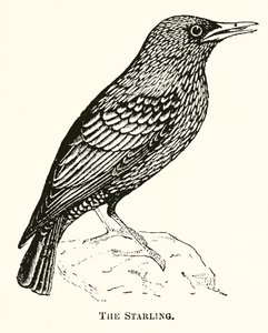 The Starling by English School
