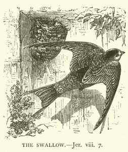 The Swallow, Jer, viii, 7 by English School