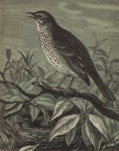 The Thrush by English School