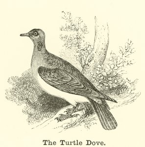 The Turtle Dove by English School