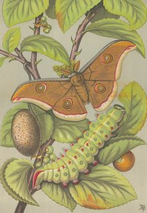 The Tussar Silkworm of India by English School