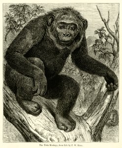 The Twin Monkeys, from Life by English School