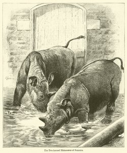 The Two-Horned Rhinoceros of Sumatra by English School