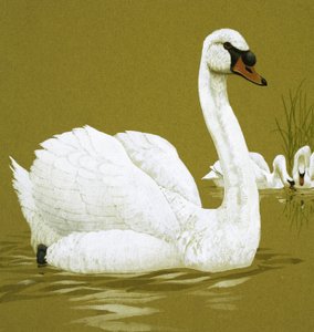 The Ugly Duckling