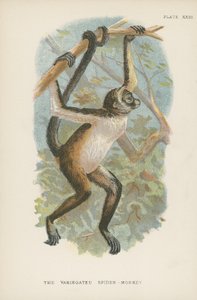 The Variegated Spider-Monkey by English School