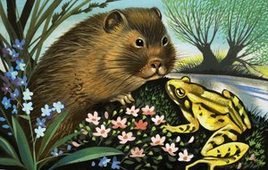 The Water Vole