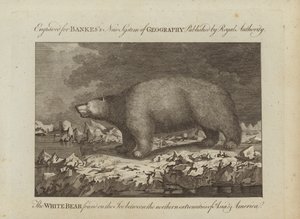 The White Bear by English School