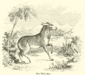 The Wild Ass by English School