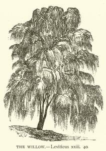 The Willow, Leviticus, xxiii, 40