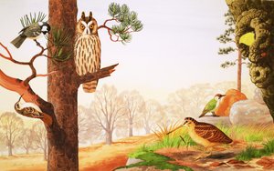 The Woods in Winter and What You Might Find