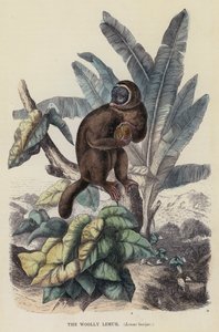 The Woolly Lemur, Lemur laniger by English School