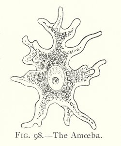 The amoeba by English School