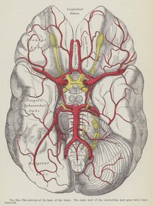 The Arteries of the Base of the Brain by English School