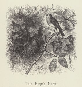 The bird