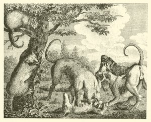 The cat and the fox