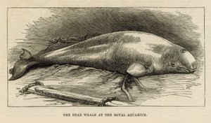 The Dead Whale at the Royal Aquarium by English School