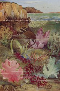 The Gaiety of the Ocean Under-World