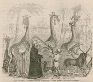 The Giraffes and Their Nubian Attendants by English School