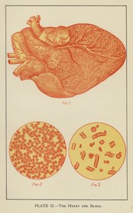 The Heart and Blood