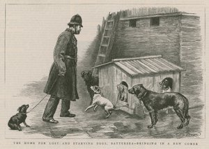 The Home for Lost and Starving Dogs