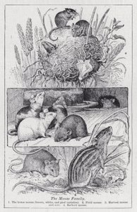 The mouse family