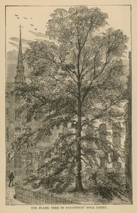 The Plane Tree in Stationers Hall Court by English School