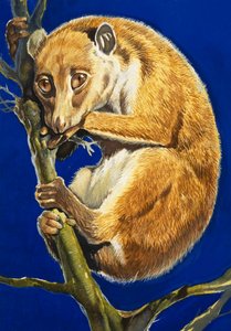 The Potto by English School