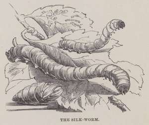 The Silk Worm by English School