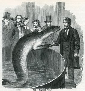 The Talking Fish by English School