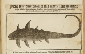 The True Description of This Marvelous Strange Fish by English School