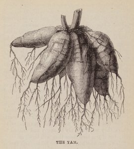 The Yam by English School