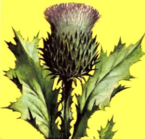 Thistle