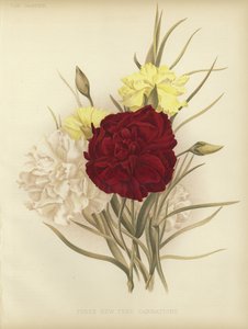 Three new tree carnations