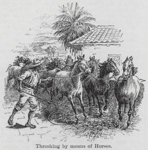 Threshing by Means of Horses by English School