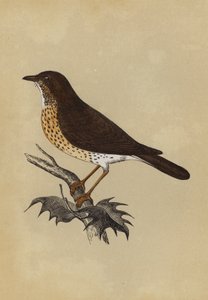 Thrush by English School