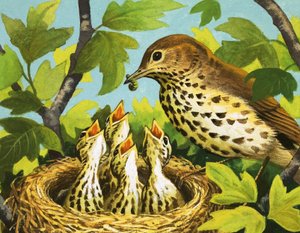 Thrush and Chicks