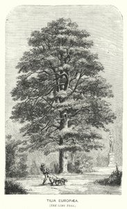 Tilia Europaea, The Lime Tree