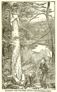 Tom Brown