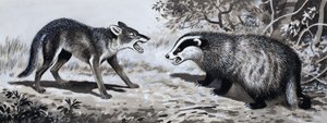 Tooth and Claw: Animals in Combat