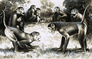 Tooth and Claw: Troops of Monkeys