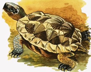 Tortoise