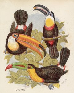Toucans
