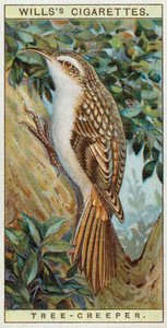 Tree Creeper by English School