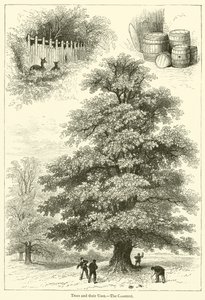 Trees and their Uses, The Chestnut