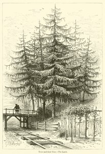 Trees and their Uses, The Larch by English School