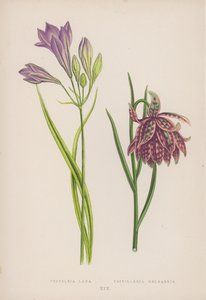 Triteleia Laxa; Fritillaria Meleagris by English School